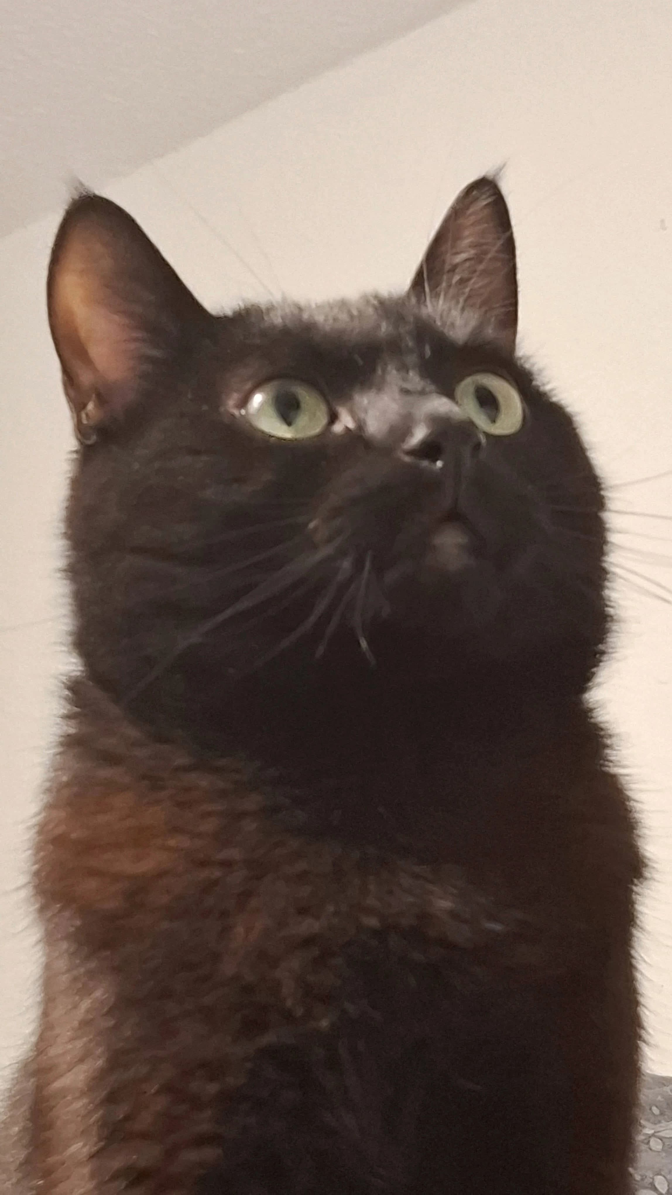 Cat Preview
