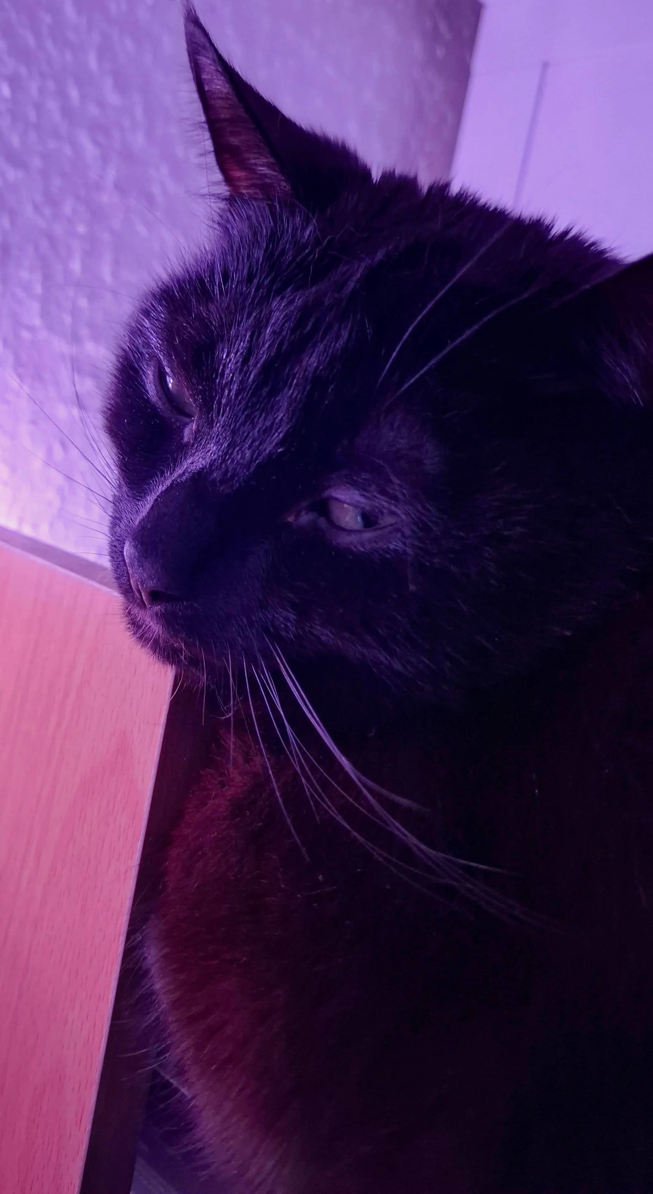 Cat Preview