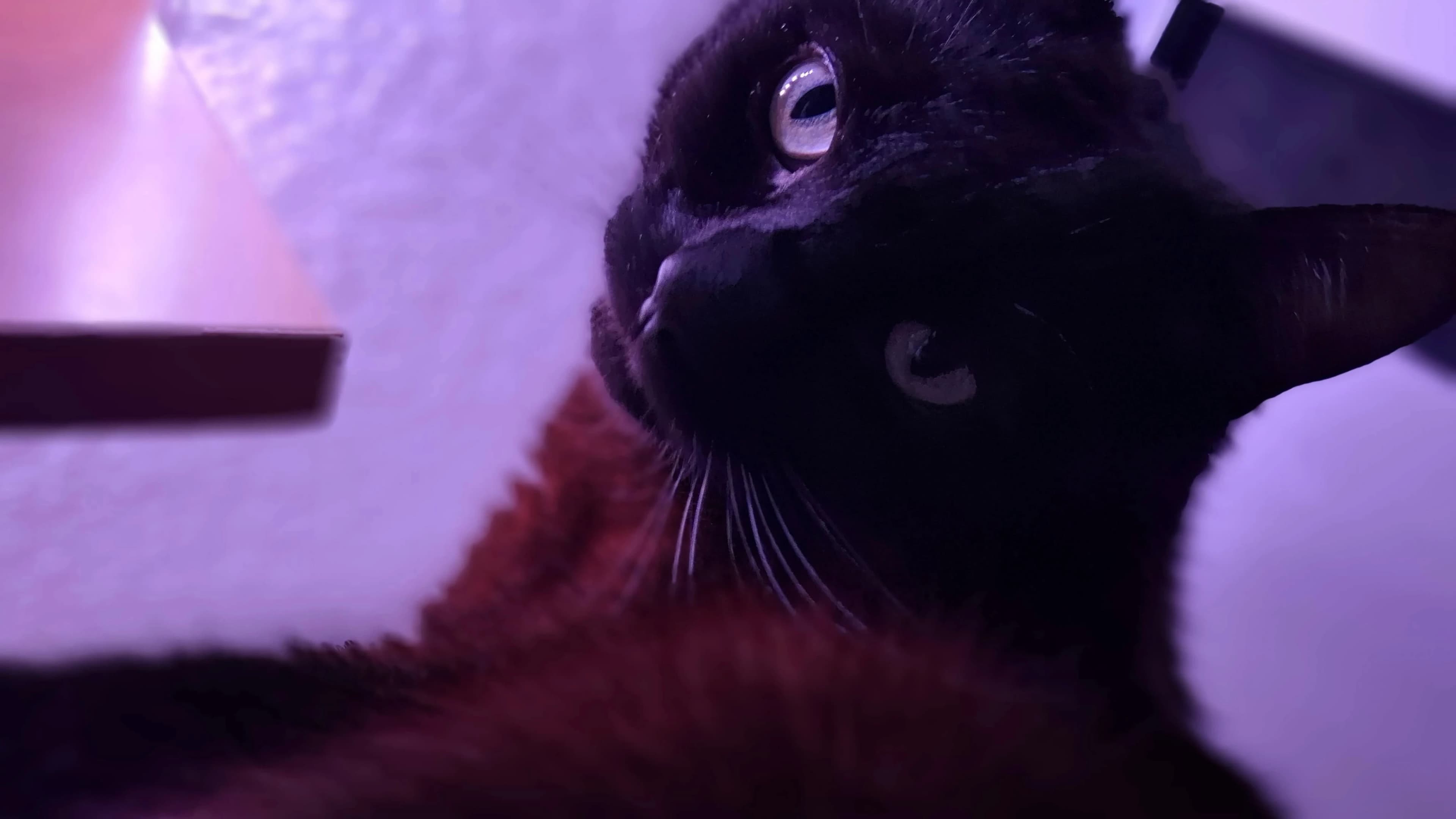 Cat Preview